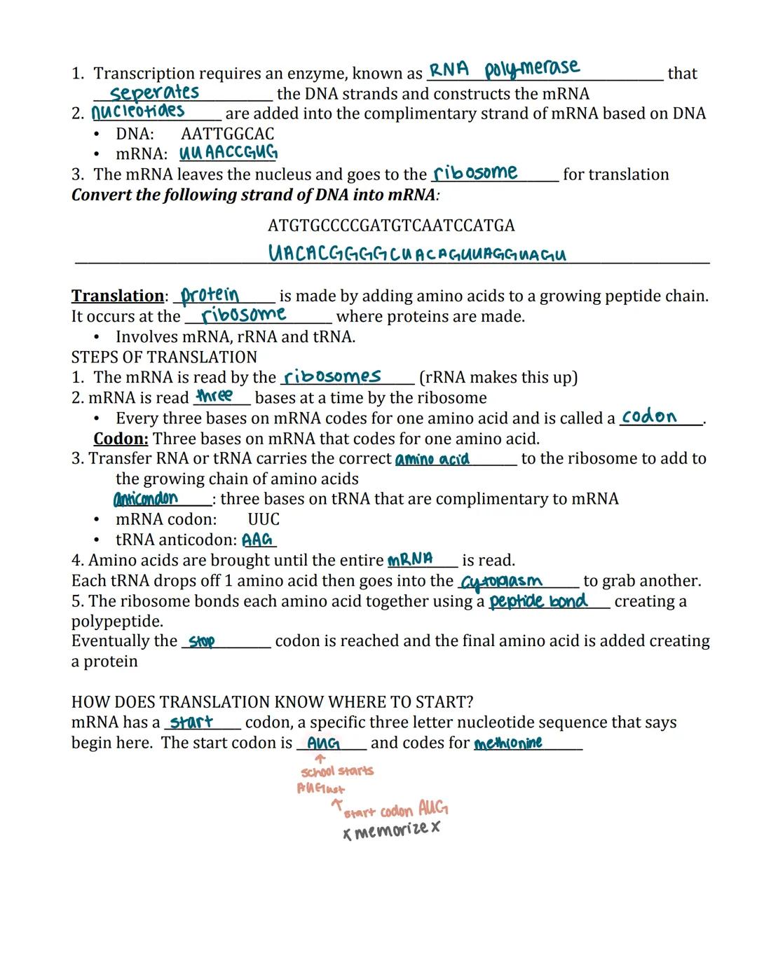 Name mai Thy Smith

RNA, Transcription, Translation, and Protein Synthesis

DNA Compared to RNA
Both DNA and RNA contain a five carbon sugar