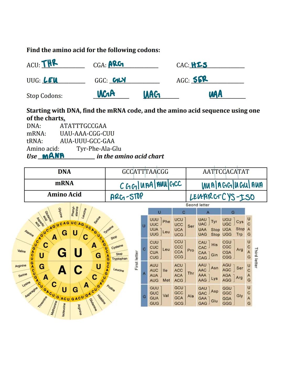 Name mai Thy Smith

RNA, Transcription, Translation, and Protein Synthesis

DNA Compared to RNA
Both DNA and RNA contain a five carbon sugar