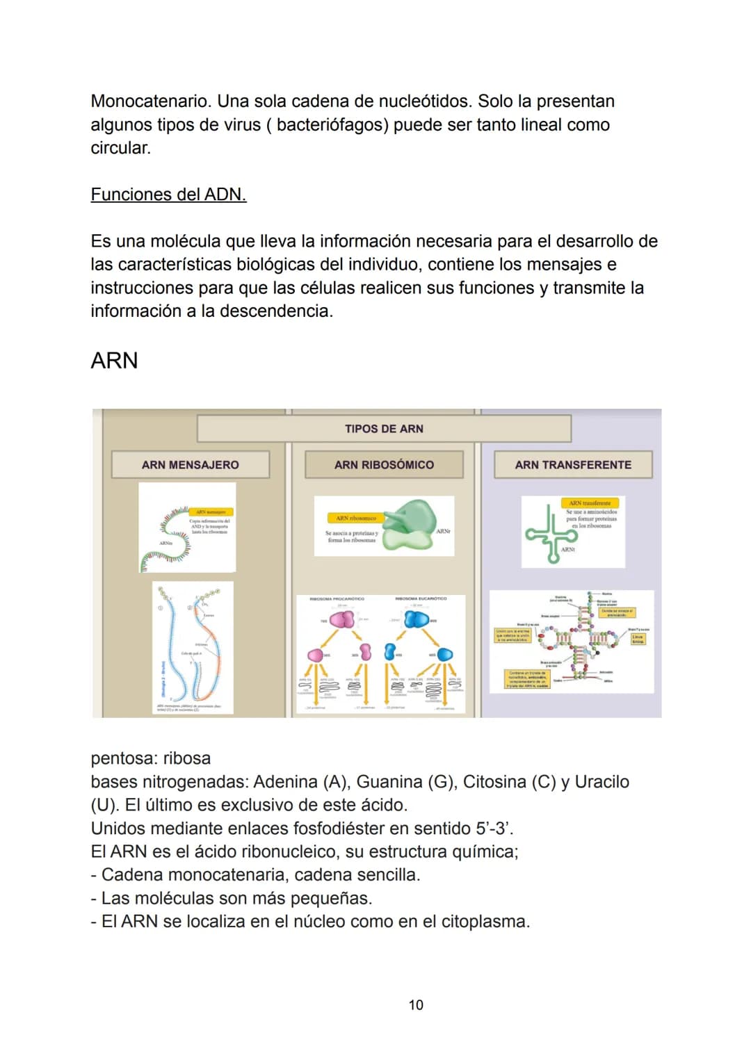 # Ácidos nucleicos.

Indice.

-Ácidos nucleicos.

*   Concepto.

-Nucleótidos.

*   Formación del nucleósido.
*   Formación del nucleótido.
