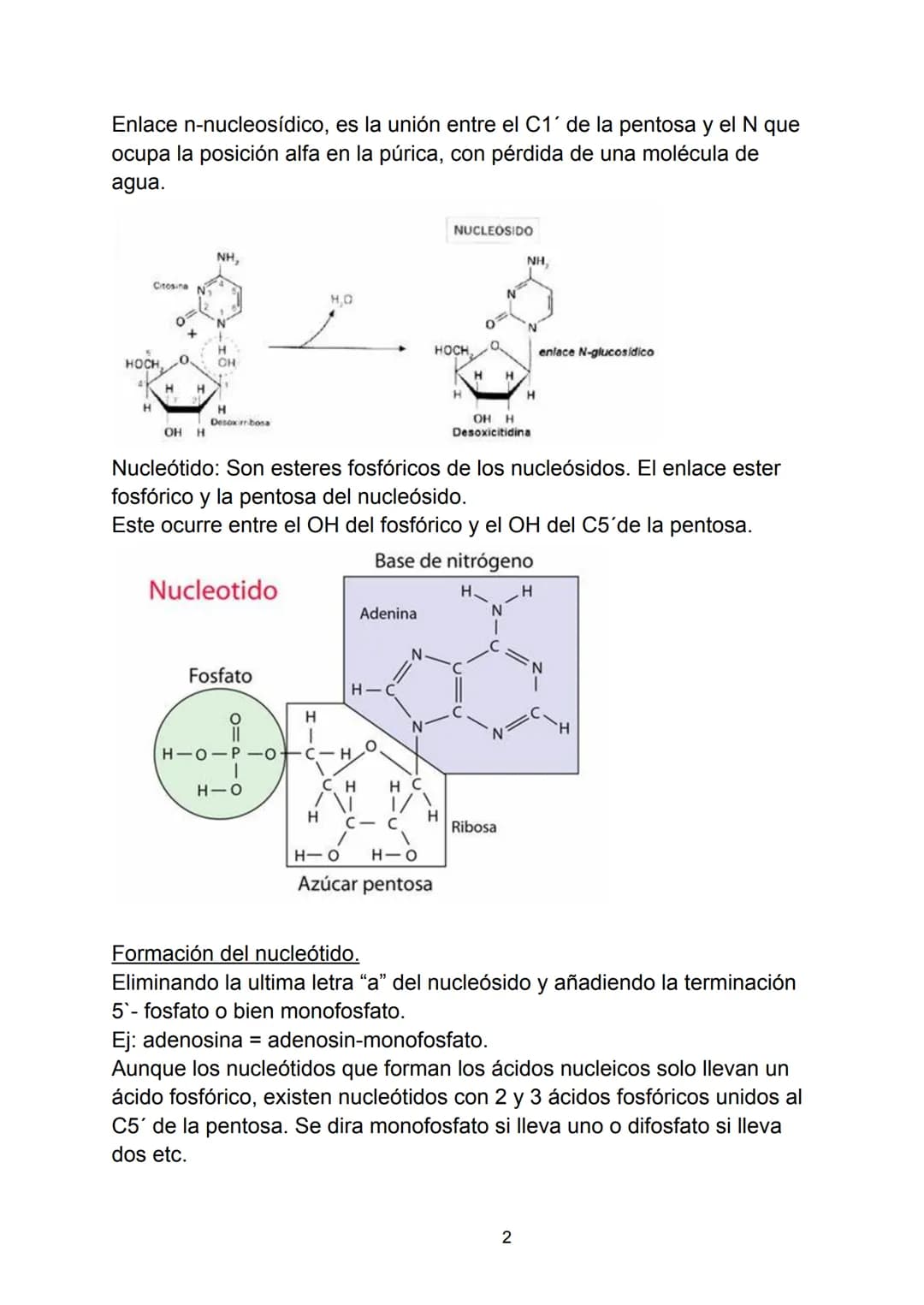 # Ácidos nucleicos.

Indice.

-Ácidos nucleicos.

*   Concepto.

-Nucleótidos.

*   Formación del nucleósido.
*   Formación del nucleótido.
