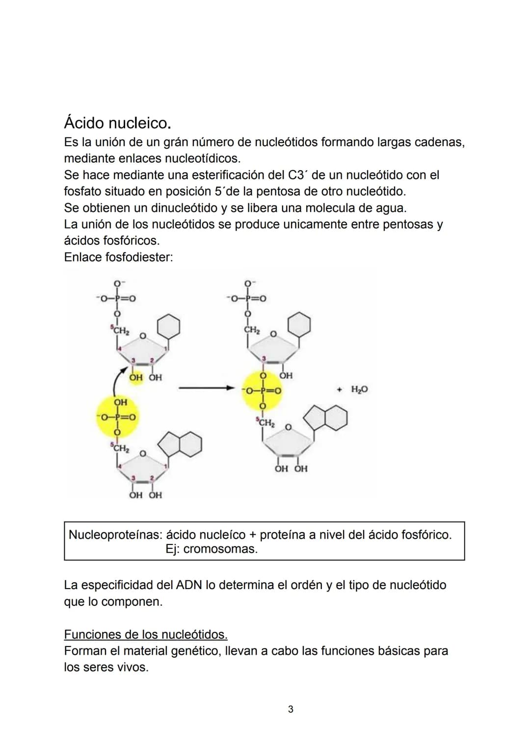 # Ácidos nucleicos.

Indice.

-Ácidos nucleicos.

*   Concepto.

-Nucleótidos.

*   Formación del nucleósido.
*   Formación del nucleótido.
