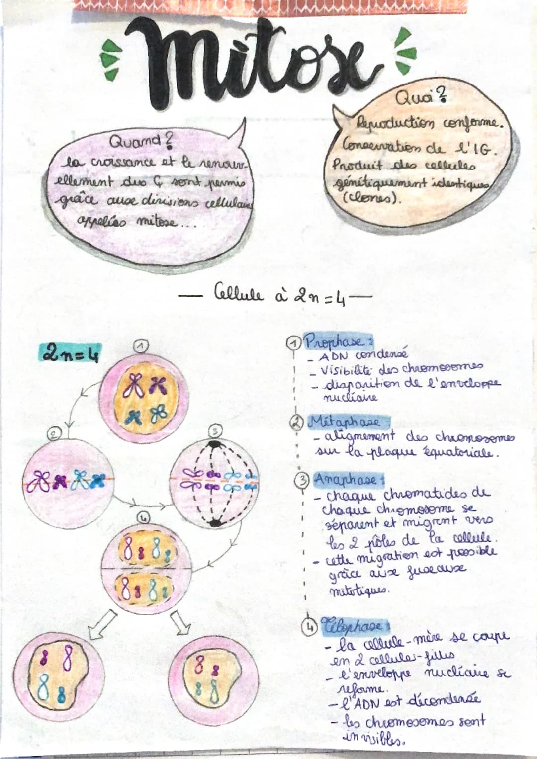 # Mitosx

Quoi?
Reproduction conforme.

Quand?
la croissance et le renour-
ellement des & sont permis
grâce ause divisions cellulain
appelía