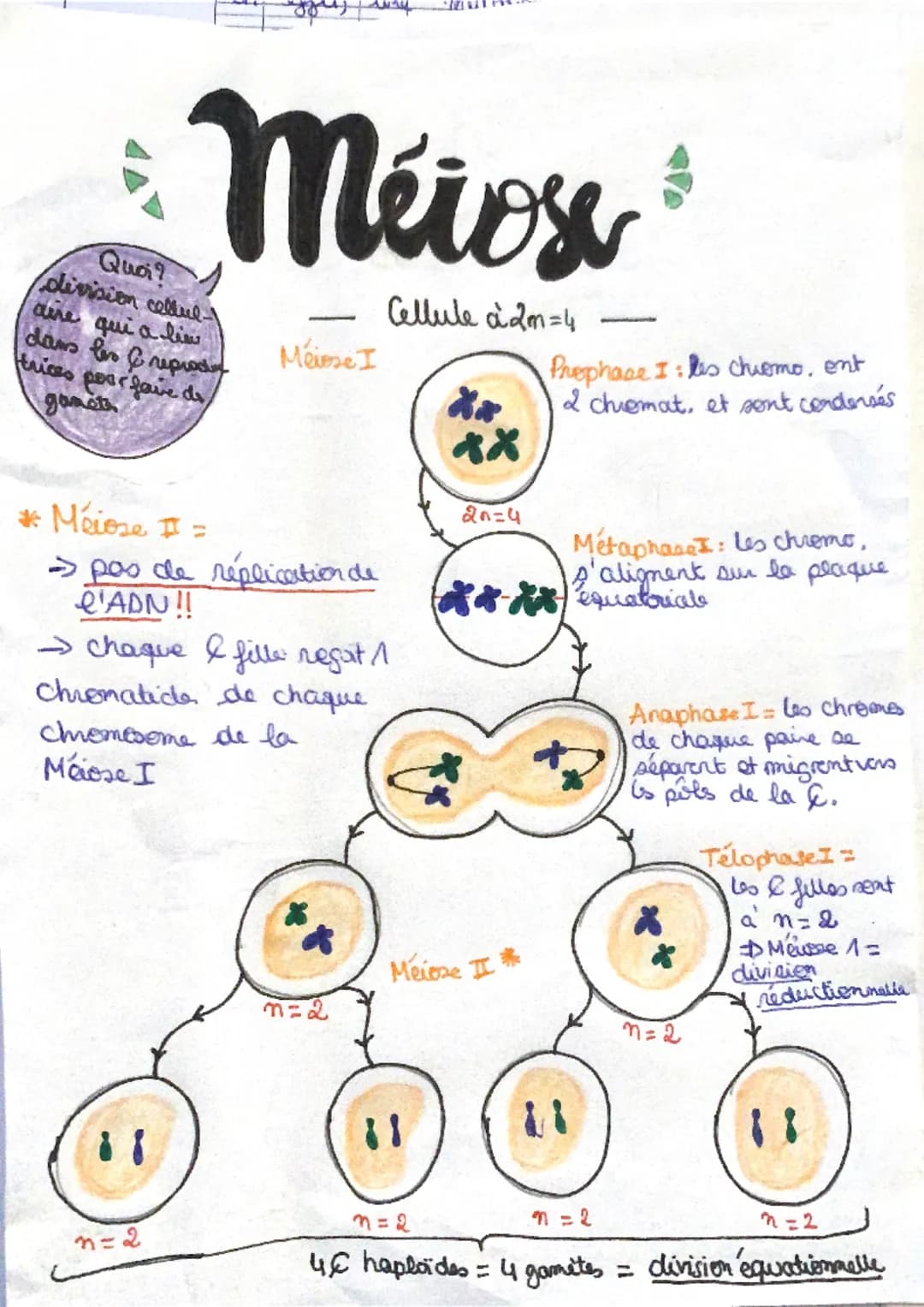 # Mitosx

Quoi?
Reproduction conforme.

Quand?
la croissance et le renour-
ellement des & sont permis
grâce ause divisions cellulain
appelía