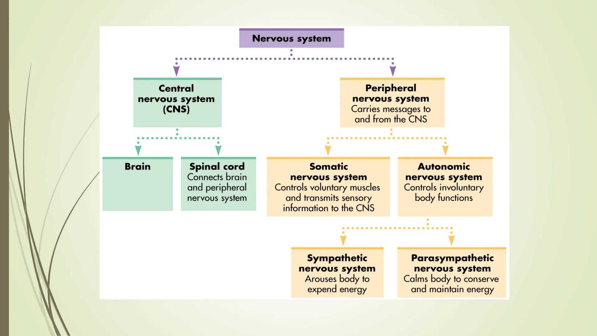Nervous system

Central
nervous system
(CNS)

Peripheral
nervous system
Carries messages to
and from the CNS

Brain

Spinal cord
Connects br
