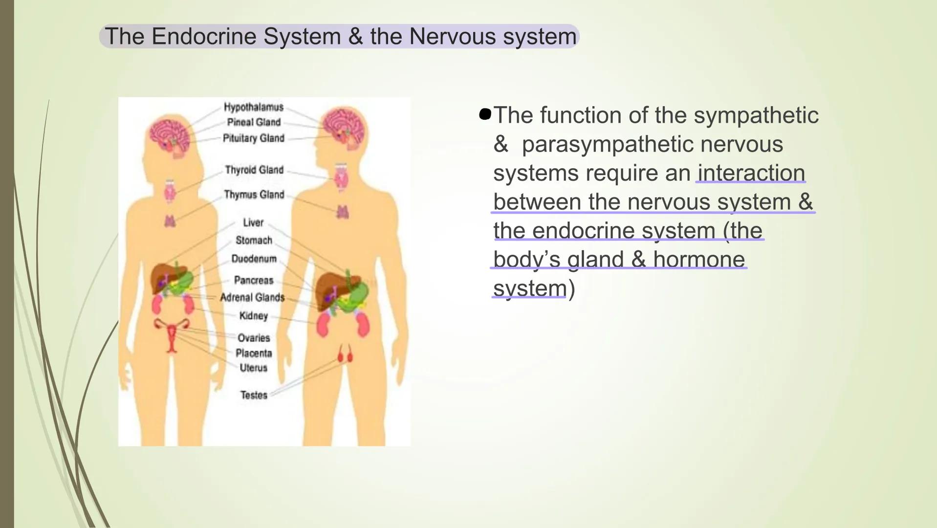 Nervous system

Central
nervous system
(CNS)

Peripheral
nervous system
Carries messages to
and from the CNS

Brain

Spinal cord
Connects br