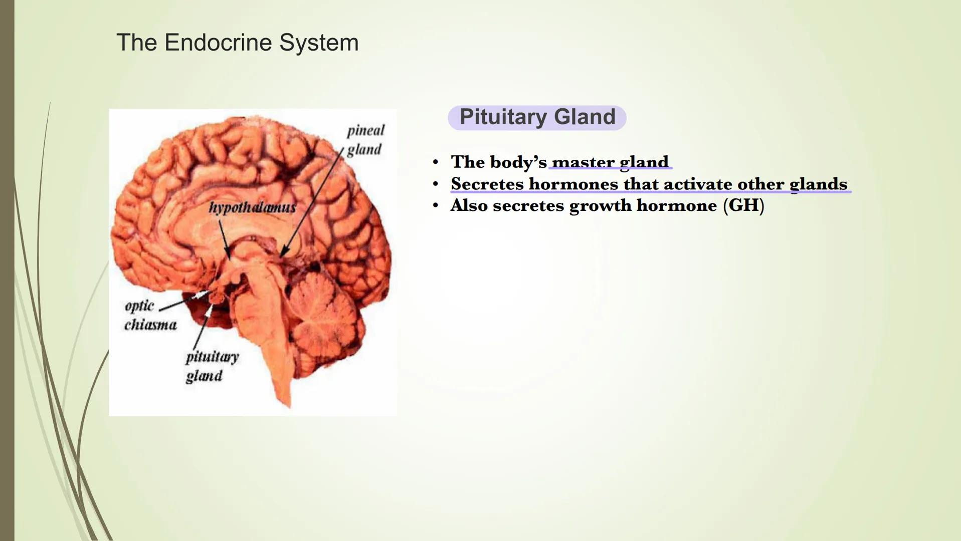 Nervous system

Central
nervous system
(CNS)

Peripheral
nervous system
Carries messages to
and from the CNS

Brain

Spinal cord
Connects br