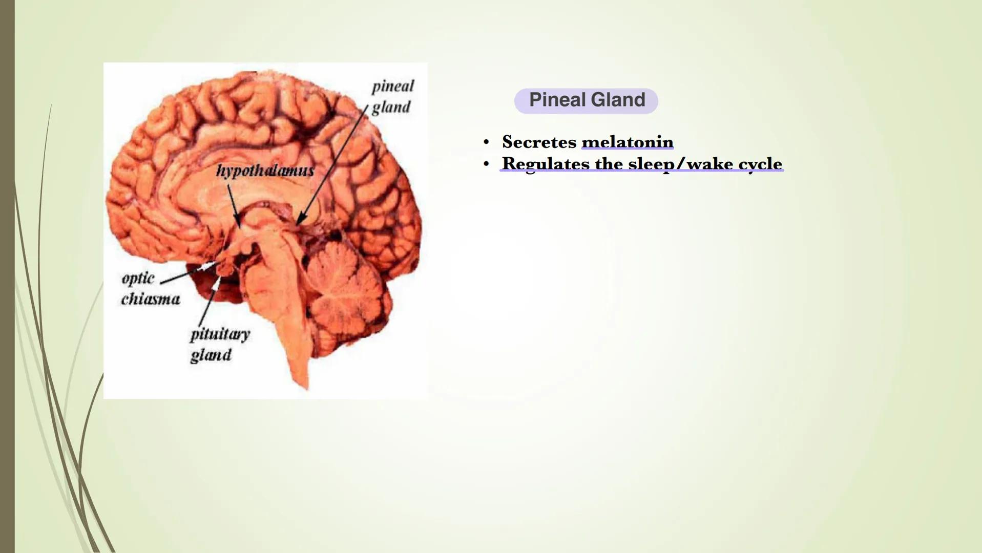 Nervous system

Central
nervous system
(CNS)

Peripheral
nervous system
Carries messages to
and from the CNS

Brain

Spinal cord
Connects br