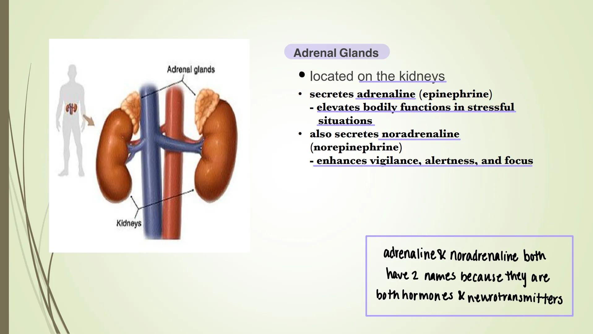 Nervous system

Central
nervous system
(CNS)

Peripheral
nervous system
Carries messages to
and from the CNS

Brain

Spinal cord
Connects br