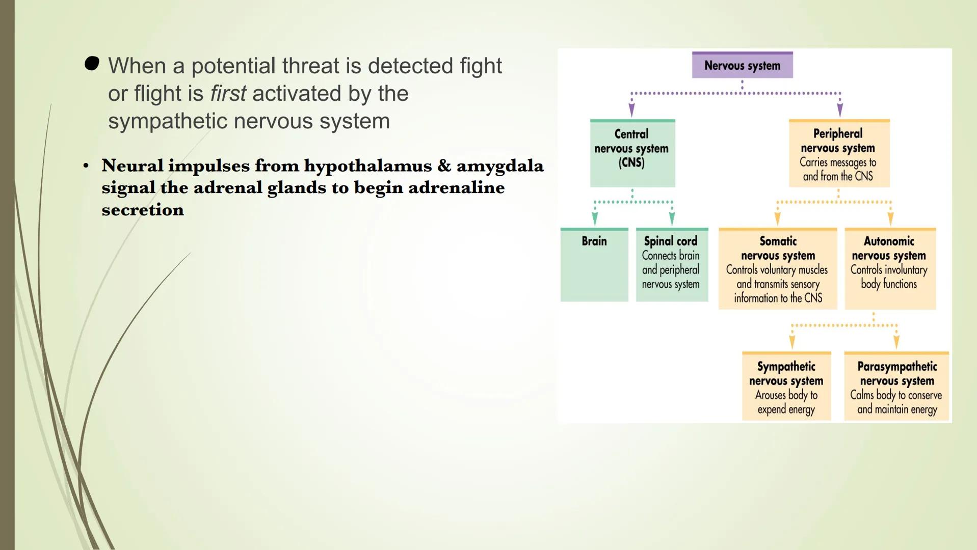 Nervous system

Central
nervous system
(CNS)

Peripheral
nervous system
Carries messages to
and from the CNS

Brain

Spinal cord
Connects br