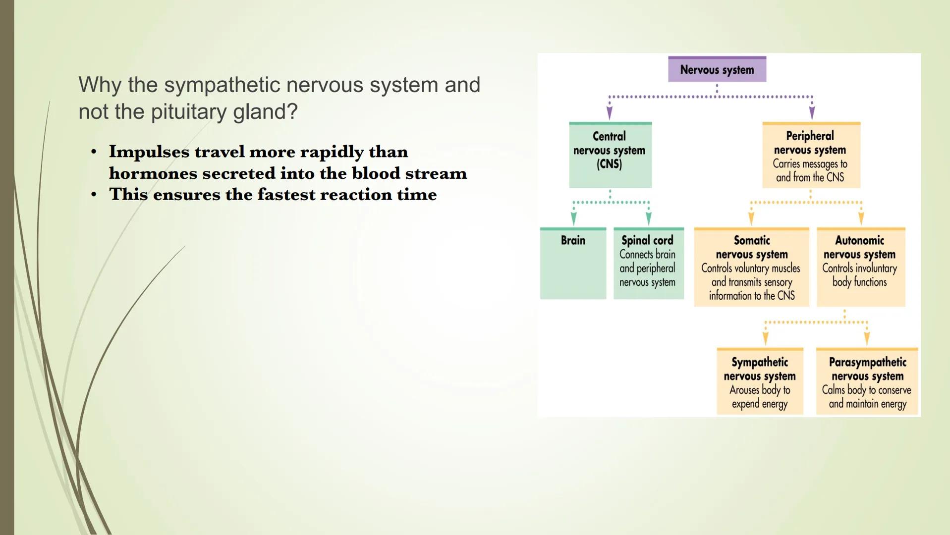 Nervous system

Central
nervous system
(CNS)

Peripheral
nervous system
Carries messages to
and from the CNS

Brain

Spinal cord
Connects br