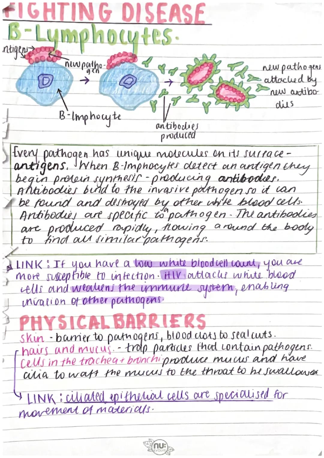 # FIGHTING DISEASE
## B-Lymphocytes.

ntigen

new patho

←

new pathogens
attacked by
new antibo-
dies

B-Imphocyte

antibodies
produced

Ev