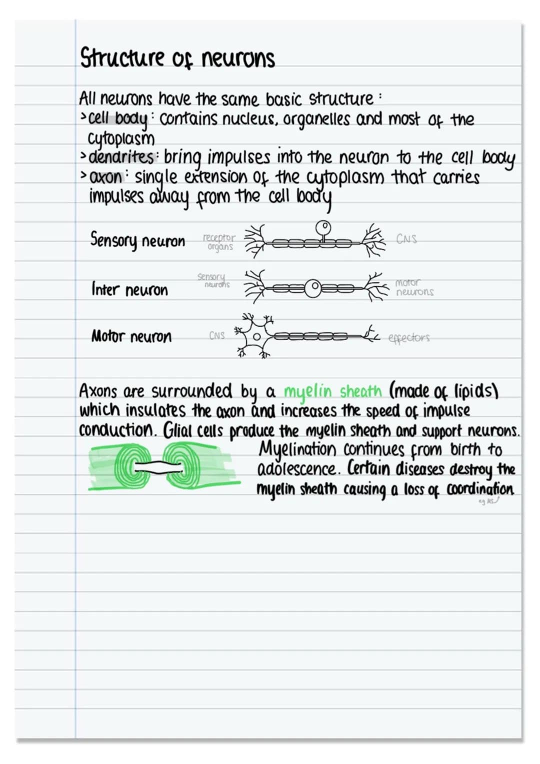 # The nervous system and neural pathways

nervous system

CNS
PNS

control
under involuntary
under voluntary
brain spinal cord
ANS
SNS contr