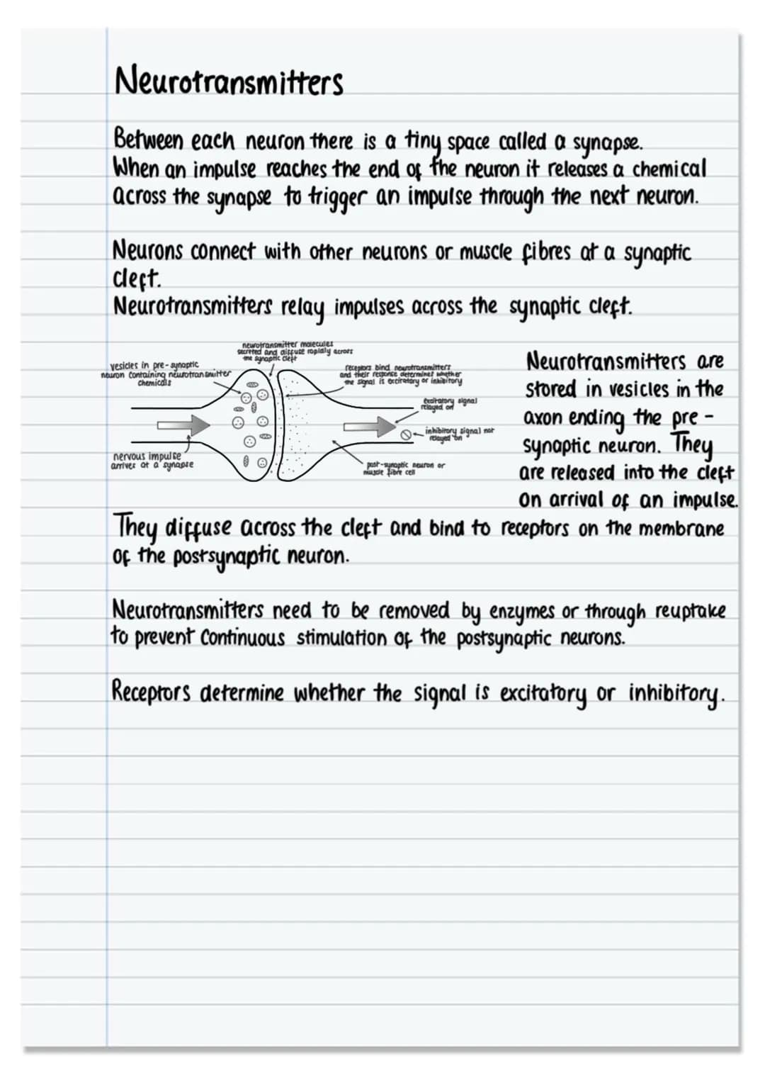 # The nervous system and neural pathways

nervous system

CNS
PNS

control
under involuntary
under voluntary
brain spinal cord
ANS
SNS contr