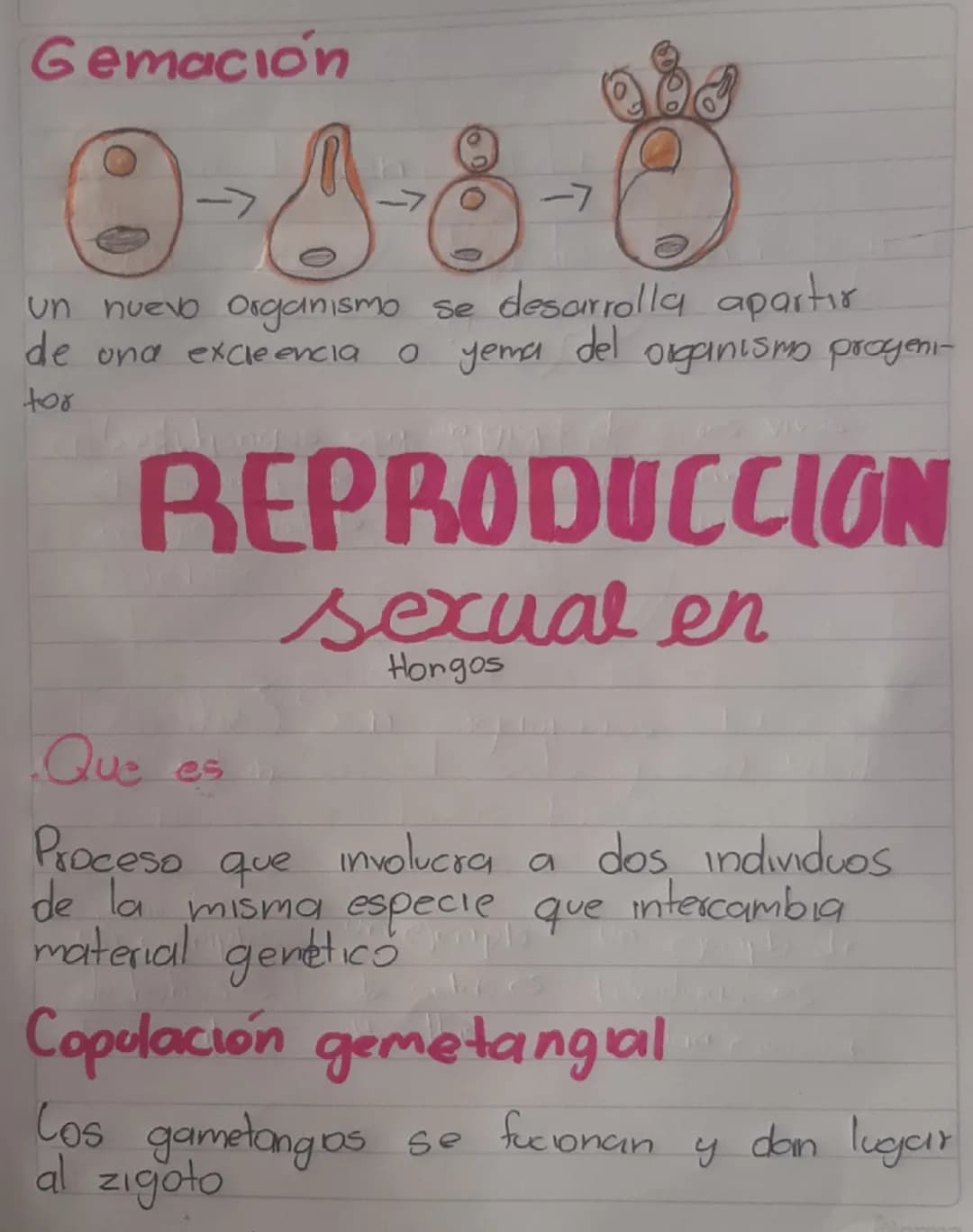 REPRODUCCIÓN
en
Hongos
Los hongos son un grupo de seres vivos
A forman parte del reino fungi, un reino
biologico distinto al de las plantas,
