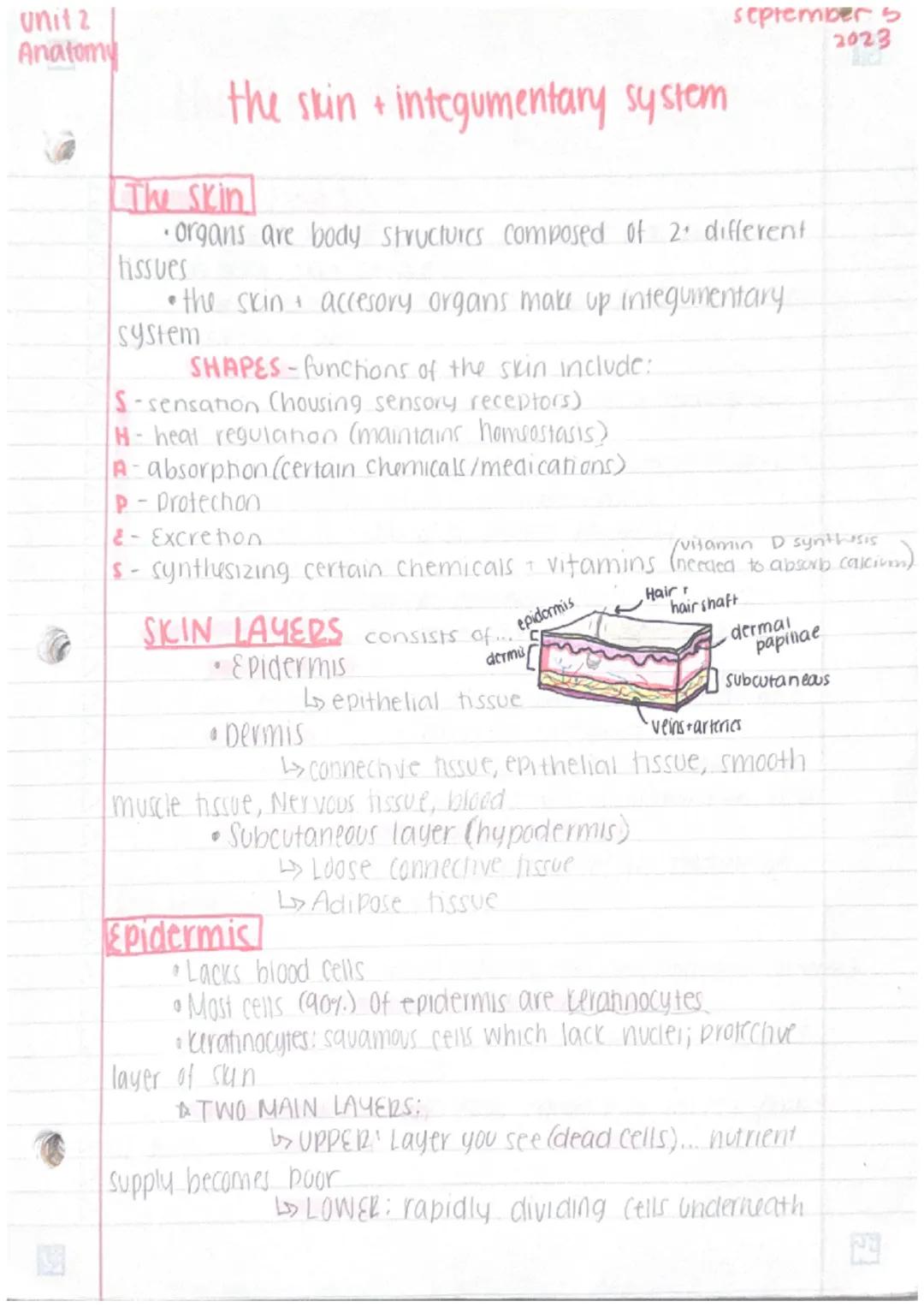 unit 2
Anatomy
september 5
2023
the skin + integumentary system

The skin
• organs are body structures composed of 2. different
tissues
• th