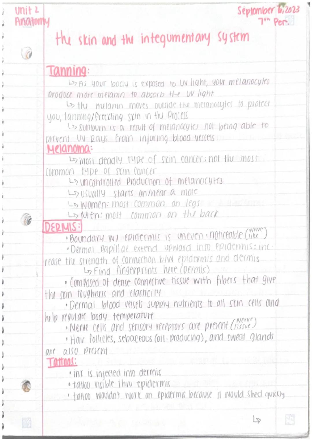 unit 2
Anatomy
september 5
2023
the skin + integumentary system

The skin
• organs are body structures composed of 2. different
tissues
• th