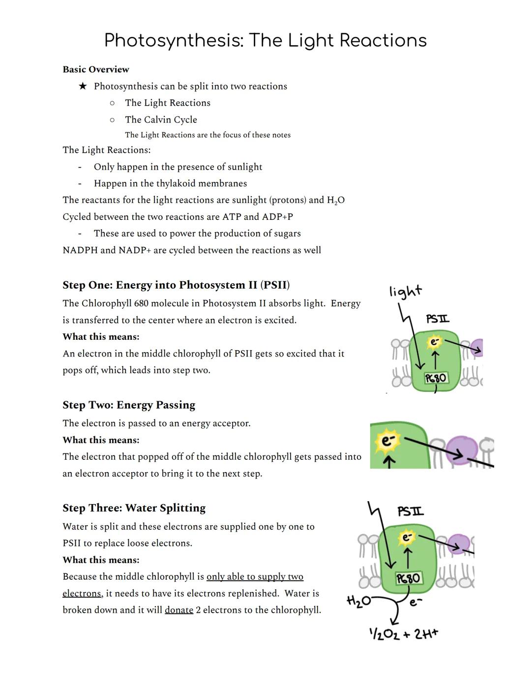 # Photosynthesis: The Light Reactions

Basic Overview

★ Photosynthesis can be split into two reactions

• The Light Reactions

• The Calvin