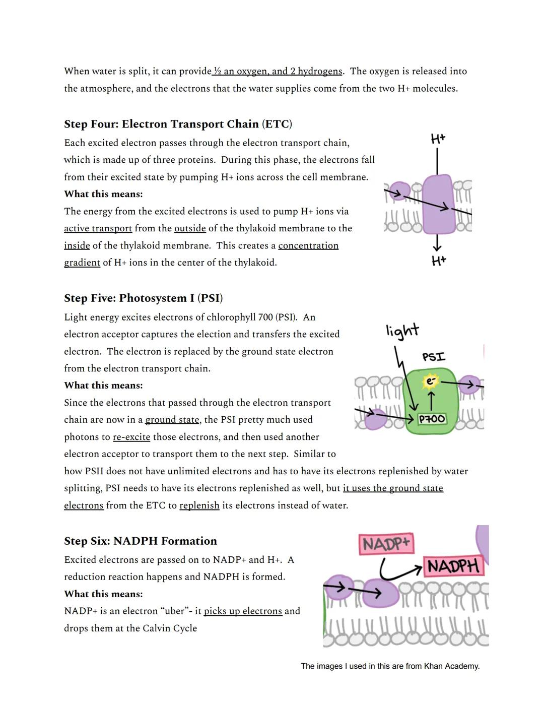 # Photosynthesis: The Light Reactions

Basic Overview

★ Photosynthesis can be split into two reactions

• The Light Reactions

• The Calvin