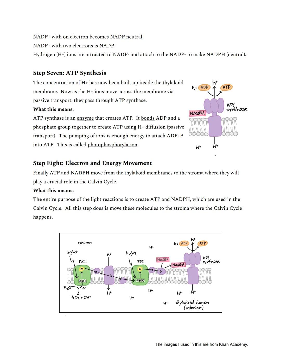 # Photosynthesis: The Light Reactions

Basic Overview

★ Photosynthesis can be split into two reactions

• The Light Reactions

• The Calvin