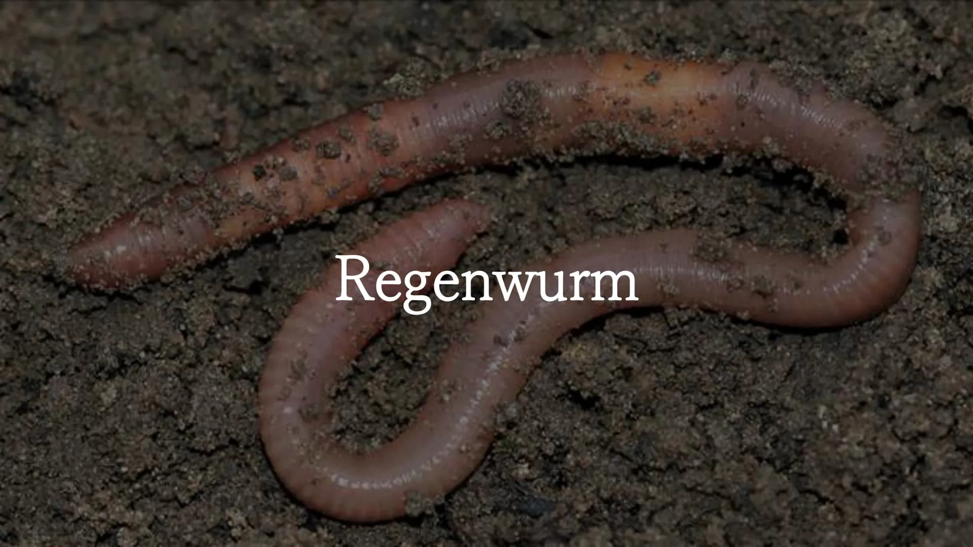 Regenwurm - Der lateinische Name des Regenwurms lautet: Lumbricidae Körperbau Der Körper des Regenwurms besteht aus
zahlreichen Gliedern (Se