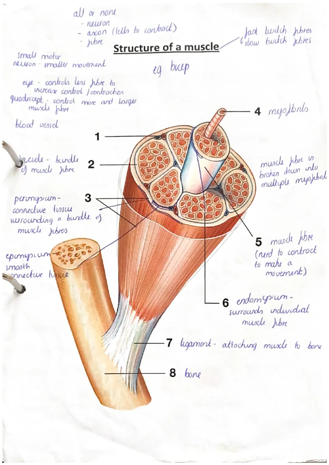 antenor

deltoid
(antenor)

pectoralis major

rectus
abdominis

abdominal
external oblique

wast
Hexos

adductor
Longus.

rectus
Jermons

va