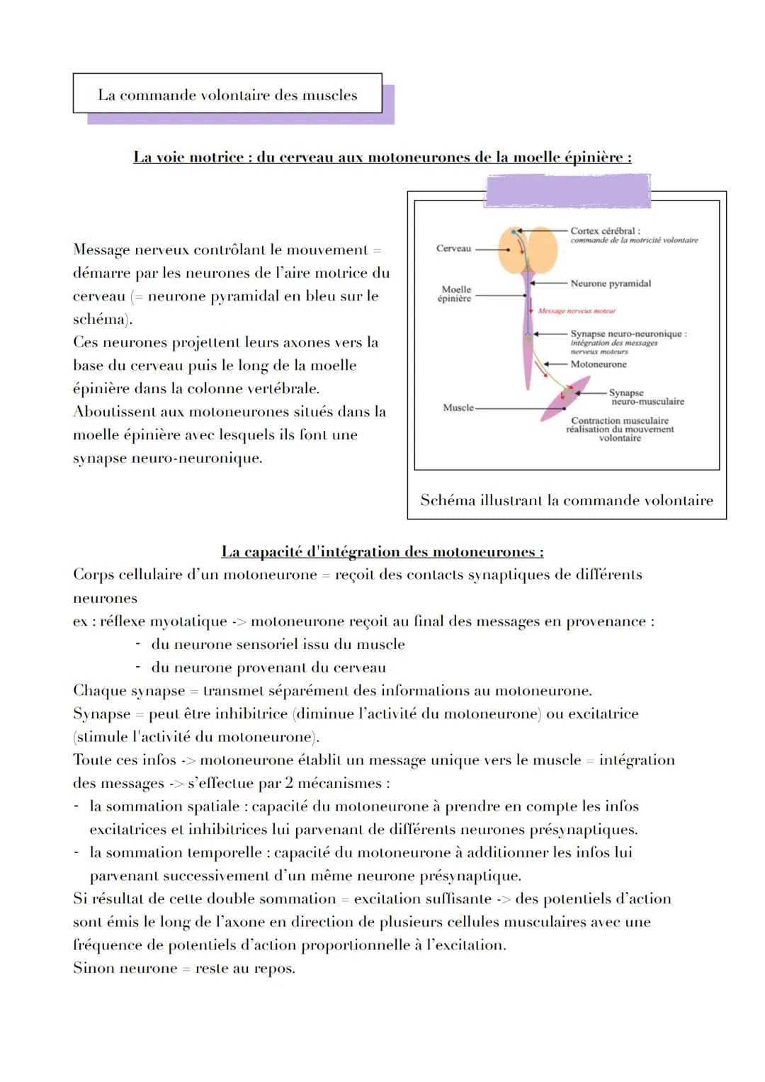 LE CERVEAU : PLASTICITÉ, FRAGILITÉ ET RÔLE
DANS LA MOTRICITÉ

Introduction

Réflexe myotatique = mécanisme expliquant les contractions non v