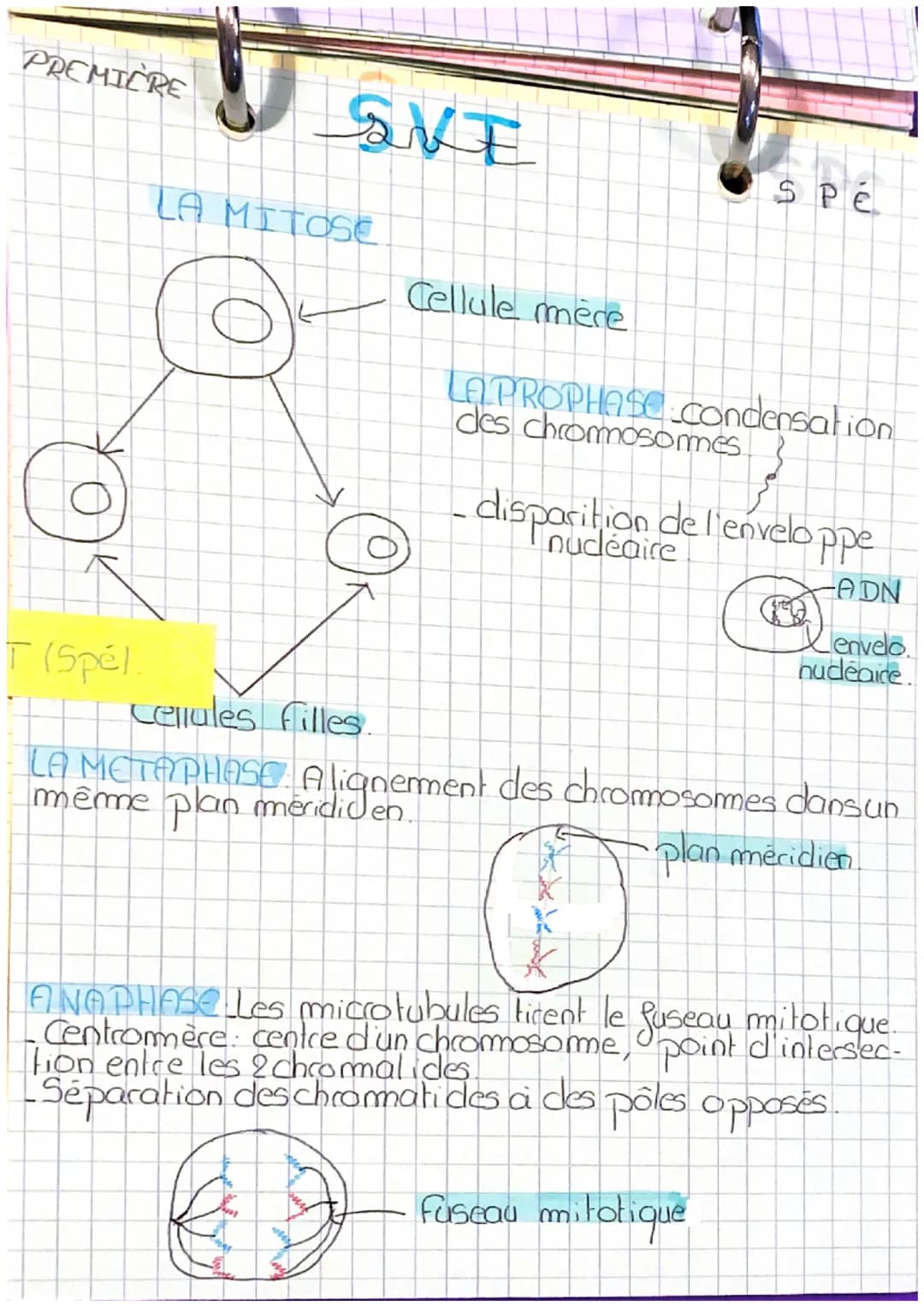 PREMIÈRE

SVE

LA MITOSE

Cellule mère

SPé

LAPROPHASE.Condensation
des chromosomes

-disparition de l'enveloppe
nucléaire

T (Spél

Cellul
