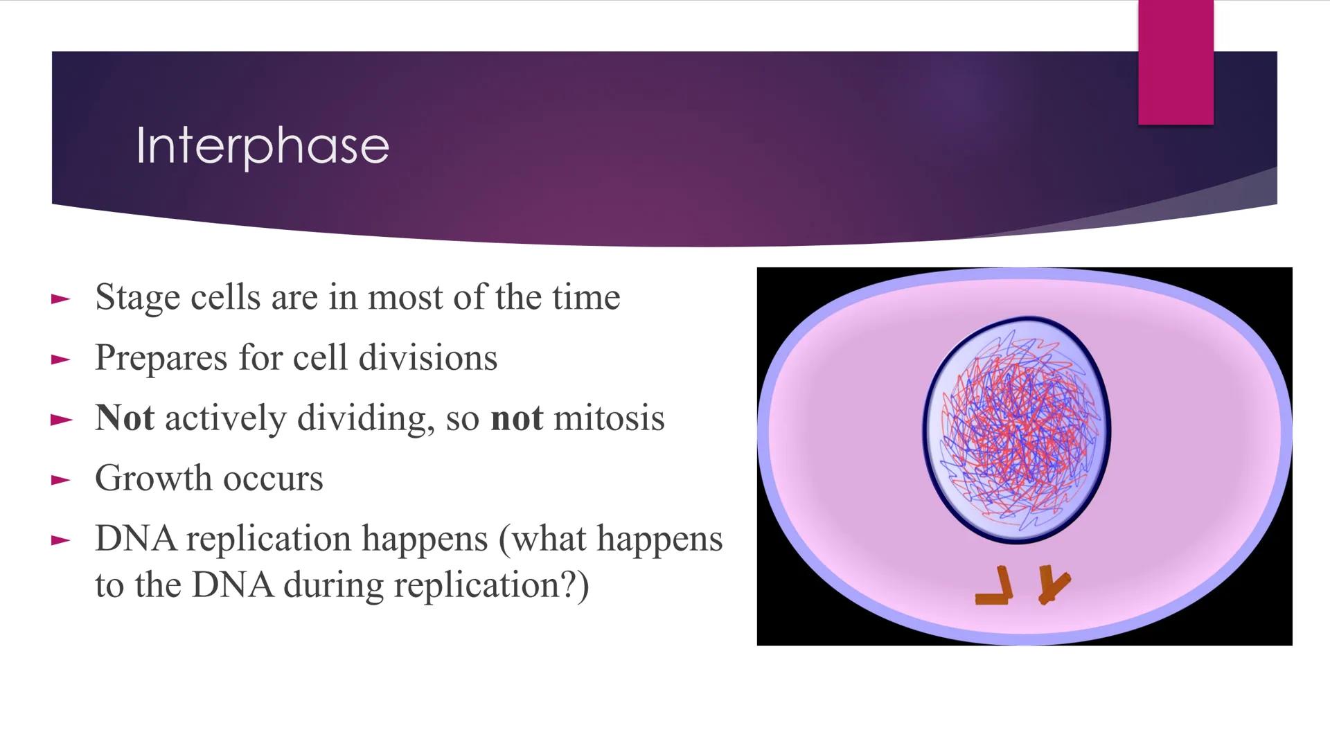 # Phases of Mitosis # The Cell Cycle

- There are 6 phases of Cell Cycle
- Interphase
- Prophase
- Metaphase
- Anaphase
Mitosis
- Telophase
