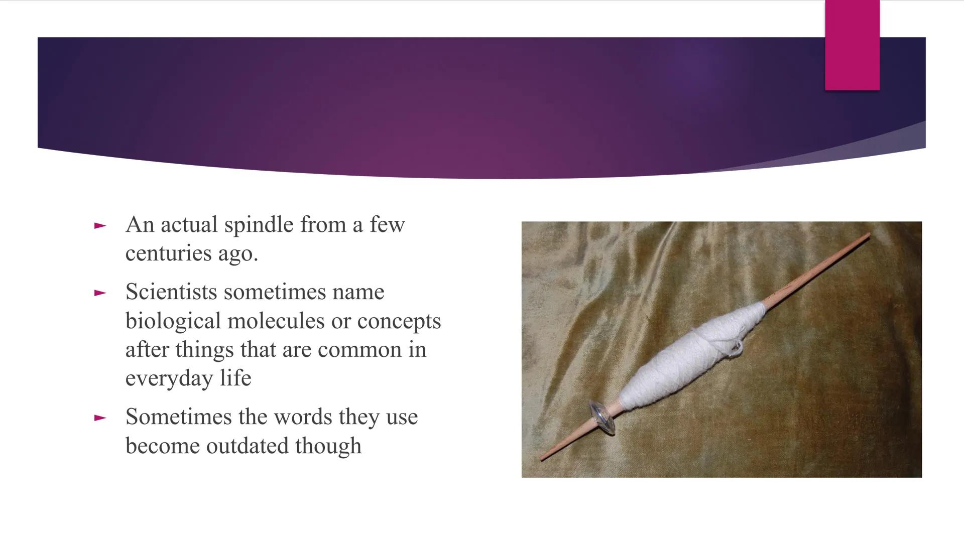 # Phases of Mitosis # The Cell Cycle

- There are 6 phases of Cell Cycle
- Interphase
- Prophase
- Metaphase
- Anaphase
Mitosis
- Telophase
