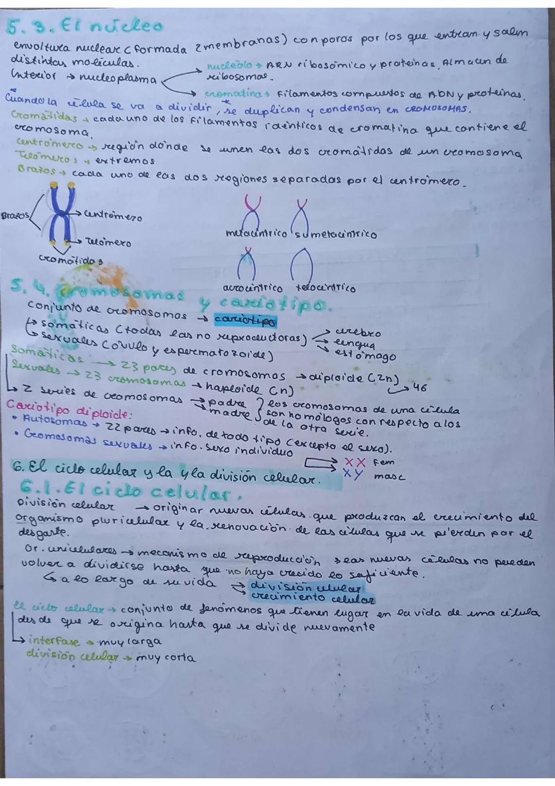 # La célula

unidad de vida

1. TEORIA CELULAR

→Todos los seres vivos están formados por células $\underset{pluricelulares}{\longrightarrow