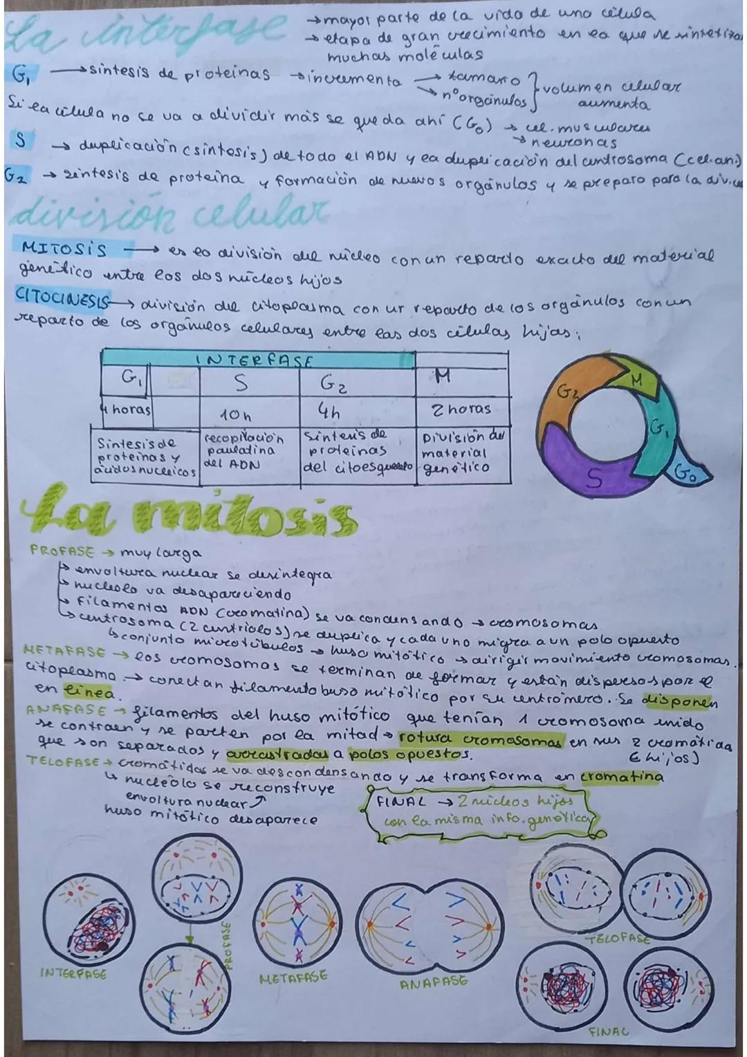 # La célula

unidad de vida

1. TEORIA CELULAR

→Todos los seres vivos están formados por células $\underset{pluricelulares}{\longrightarrow