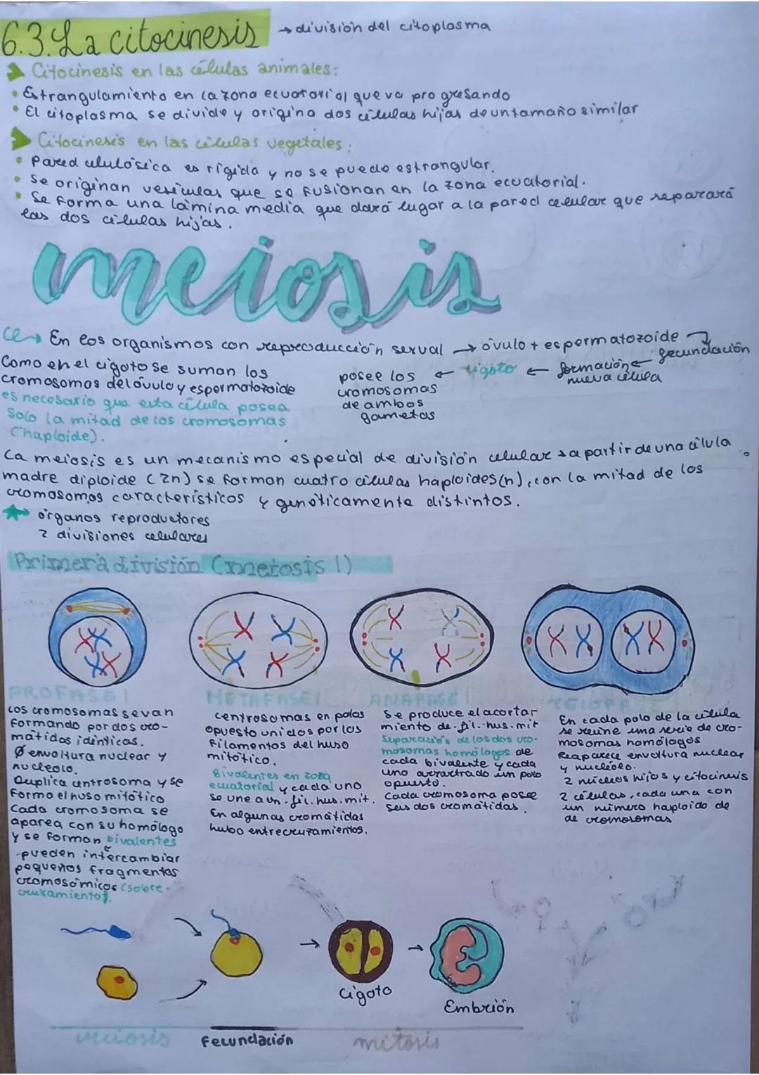 # La célula

unidad de vida

1. TEORIA CELULAR

→Todos los seres vivos están formados por células $\underset{pluricelulares}{\longrightarrow