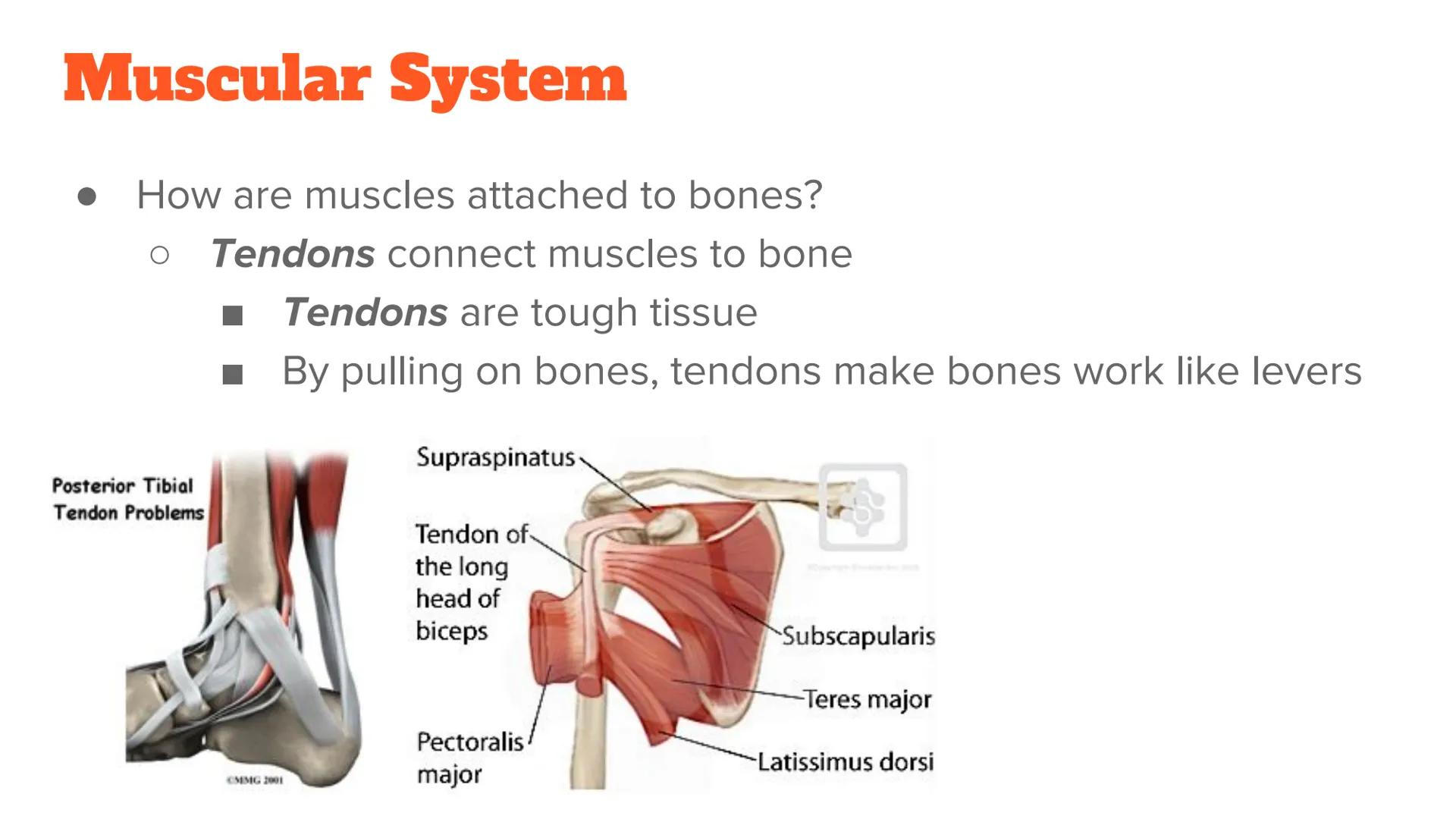 <p><strong>Anatomy and Physiology of Organ Systems</strong></p>
<p>Anatomy: The branch of science that studies the bodily structure of human
