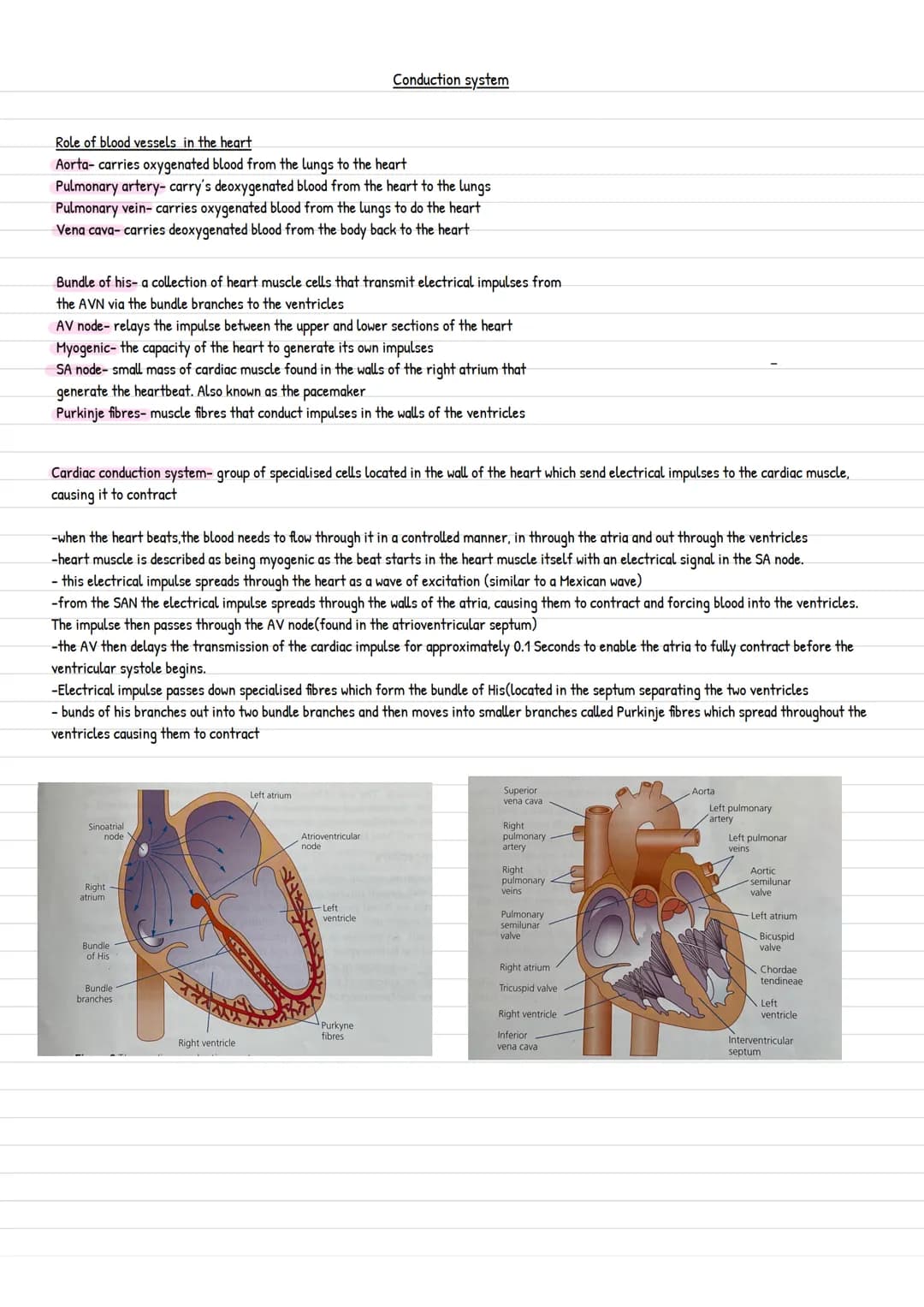 Conduction system

Role of blood vessels in the heart
Aorta- carries oxygenated blood from the lungs to the heart
Pulmonary artery- carry's 