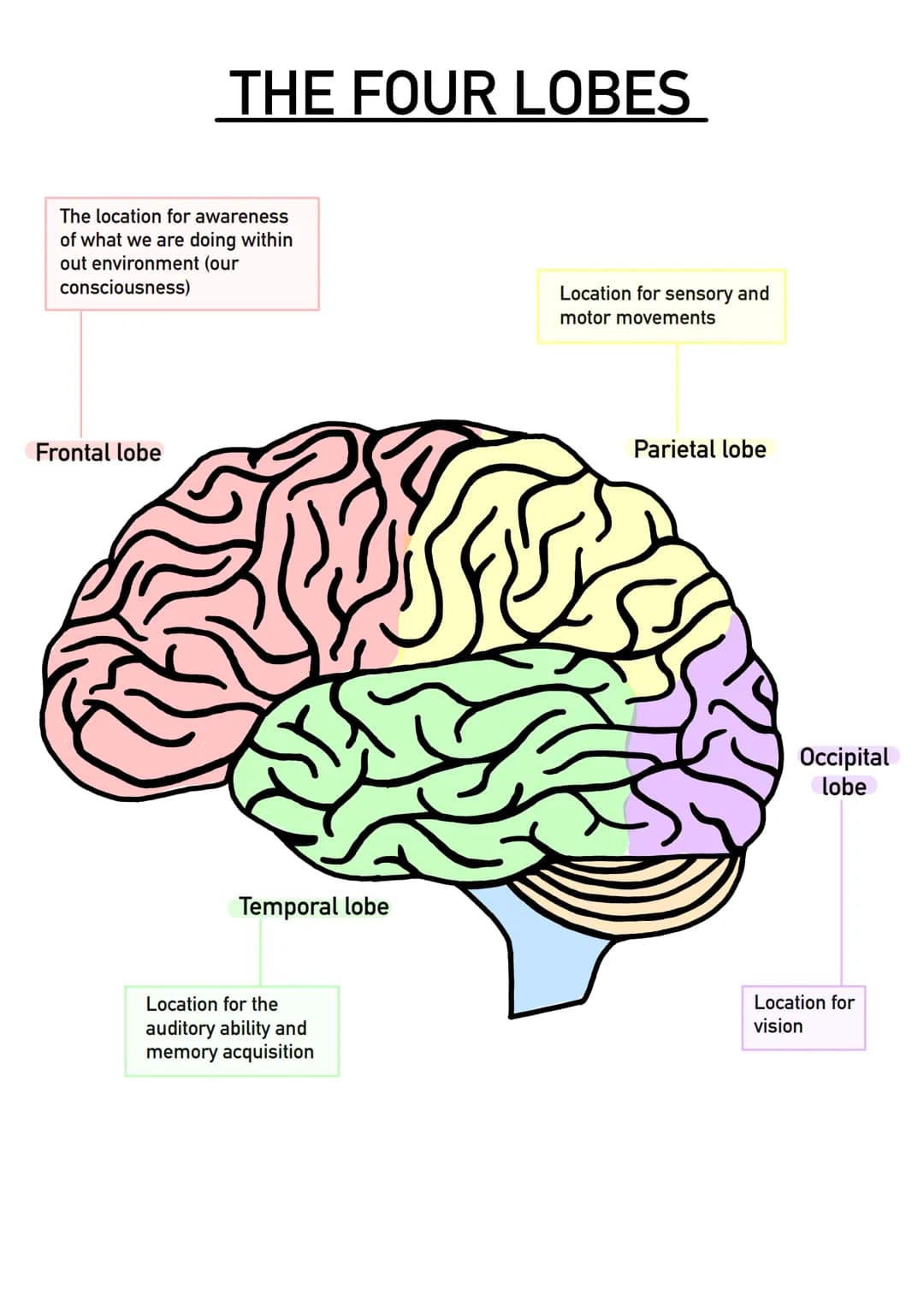 # THE FOUR LOBES

The location for awareness
of what we are doing within
out environment (our
consciousness)

Frontal lobe

Temporal lobe
Lo