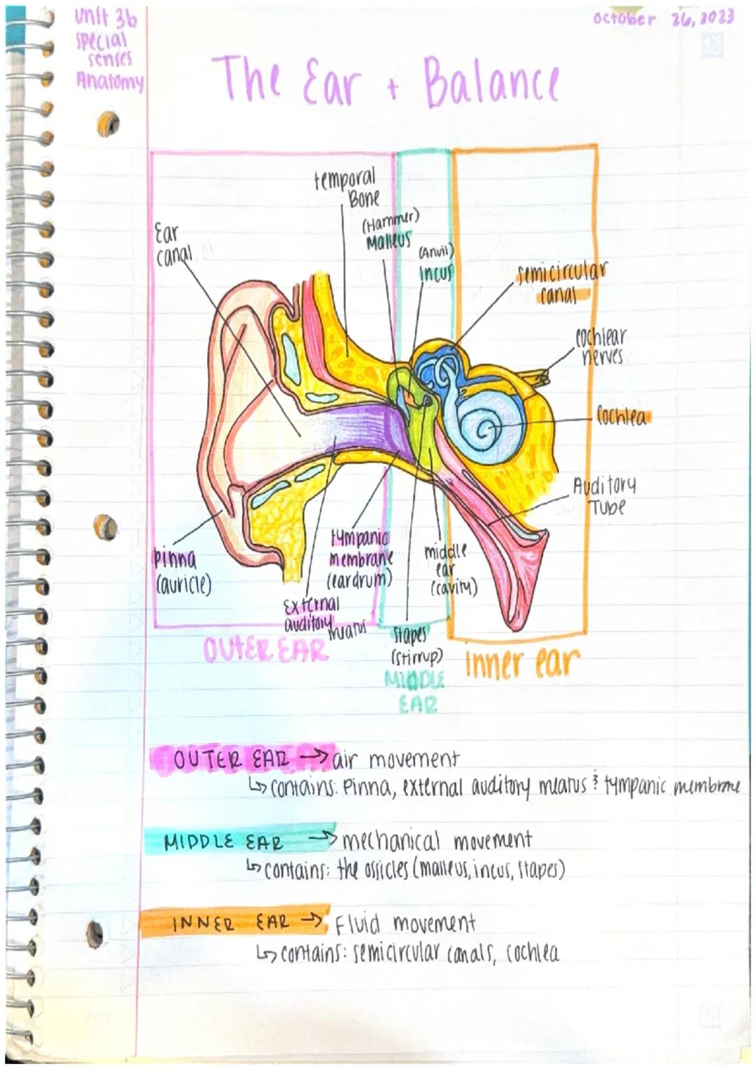 October 26, 2023

unit 36
special
senses
Anatomy

Ear
canal

The Ear + Balance

temporal
Bone
(Hammer)
Malleus

(Anvil)
Incus

semicircular
