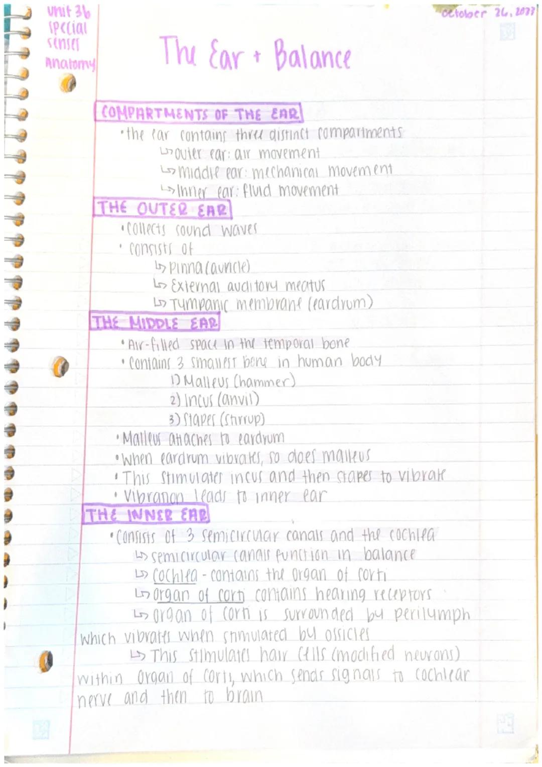October 26, 2023

unit 36
special
senses
Anatomy

Ear
canal

The Ear + Balance

temporal
Bone
(Hammer)
Malleus

(Anvil)
Incus

semicircular
