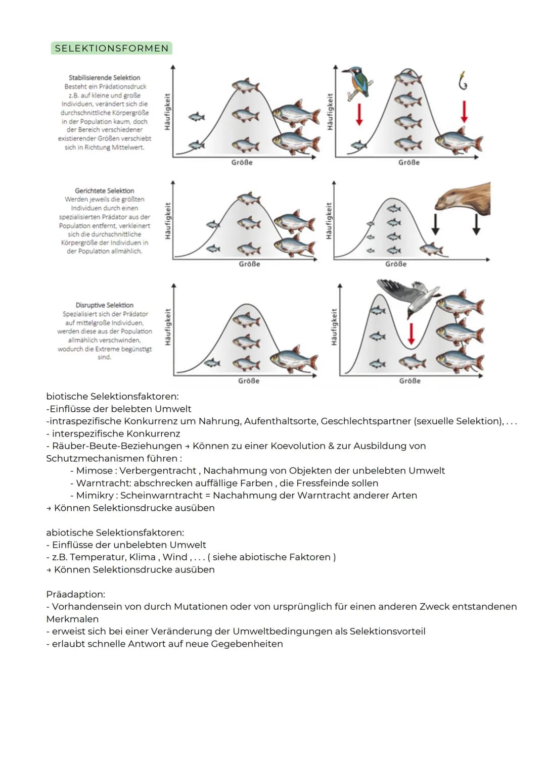 ![dino](null)

ABITURZUSAMMENFASSUNG

2023

Biologie LK

Evolution # Entwicklung der Evolutionstheorie

Carl von Linné
(1707-1778)
-Theorie: