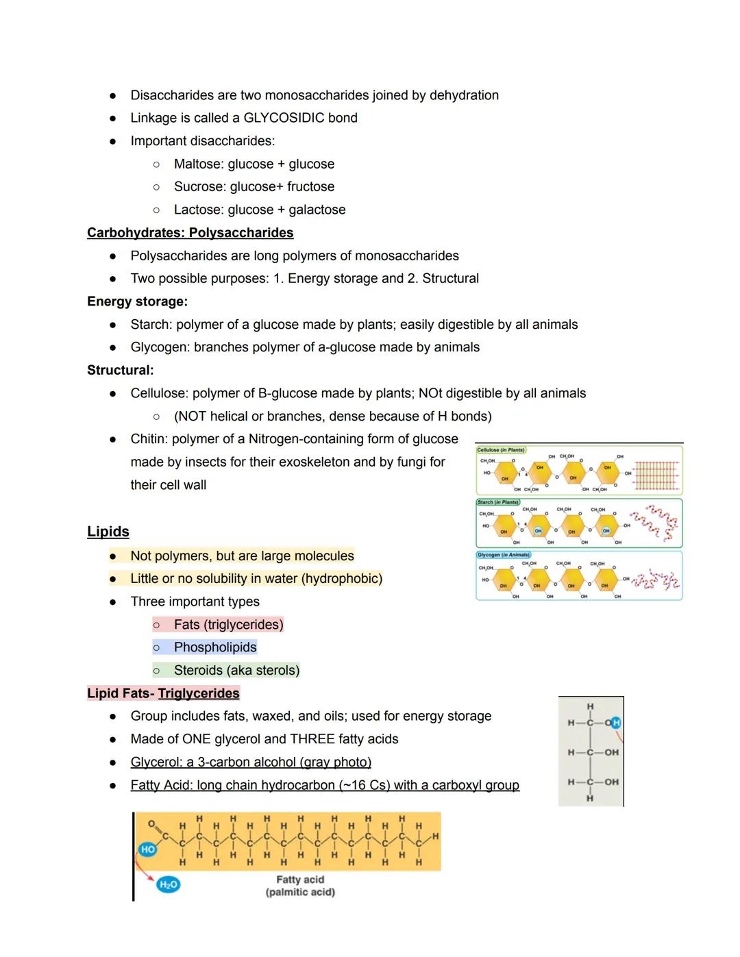 # Chapter 5- Molecules

Four types of Biological Macromolecules

1. Carbohydrates
2. Proteins
3. Nucleic Acids
4. Lipids

Most are polymers: