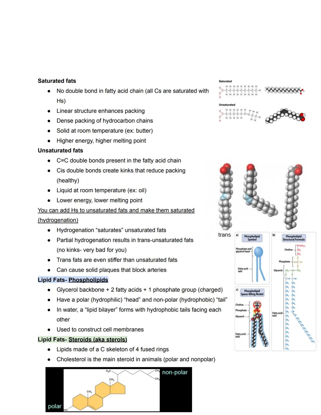 # Chapter 5- Molecules

Four types of Biological Macromolecules

1. Carbohydrates
2. Proteins
3. Nucleic Acids
4. Lipids

Most are polymers: