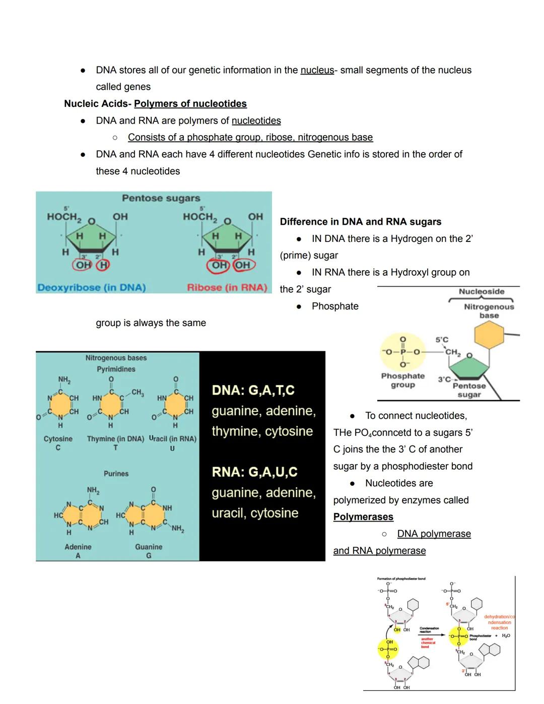 # Chapter 5- Molecules

Four types of Biological Macromolecules

1. Carbohydrates
2. Proteins
3. Nucleic Acids
4. Lipids

Most are polymers: