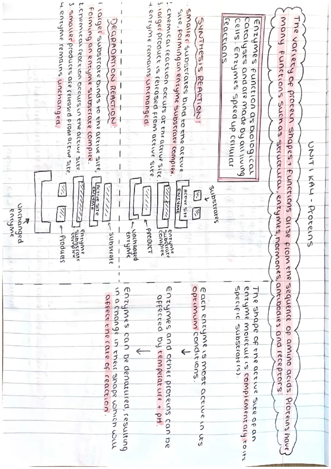 ΟΝΙΤΙ ΚΑI - Cell Structure

ANIMAL CELL
Cell
membrane
nucleus
ribosome
cytoplasm
Mitocondria

PLANT CELL cellmembrane
cell wall
nucleus
ribo