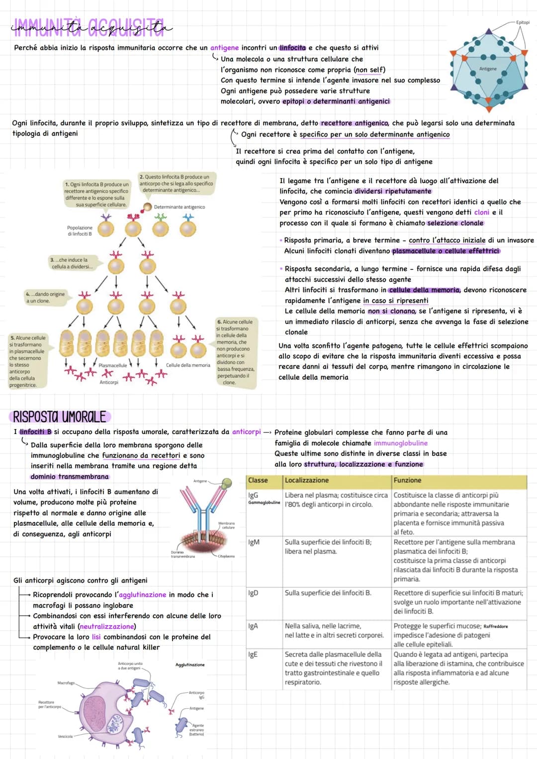 # Sistema lingat料CO

Sistema di vasi, separato da quello sanguigno

Funzioni principali mantenere costante la presenza di liquidi e di solut