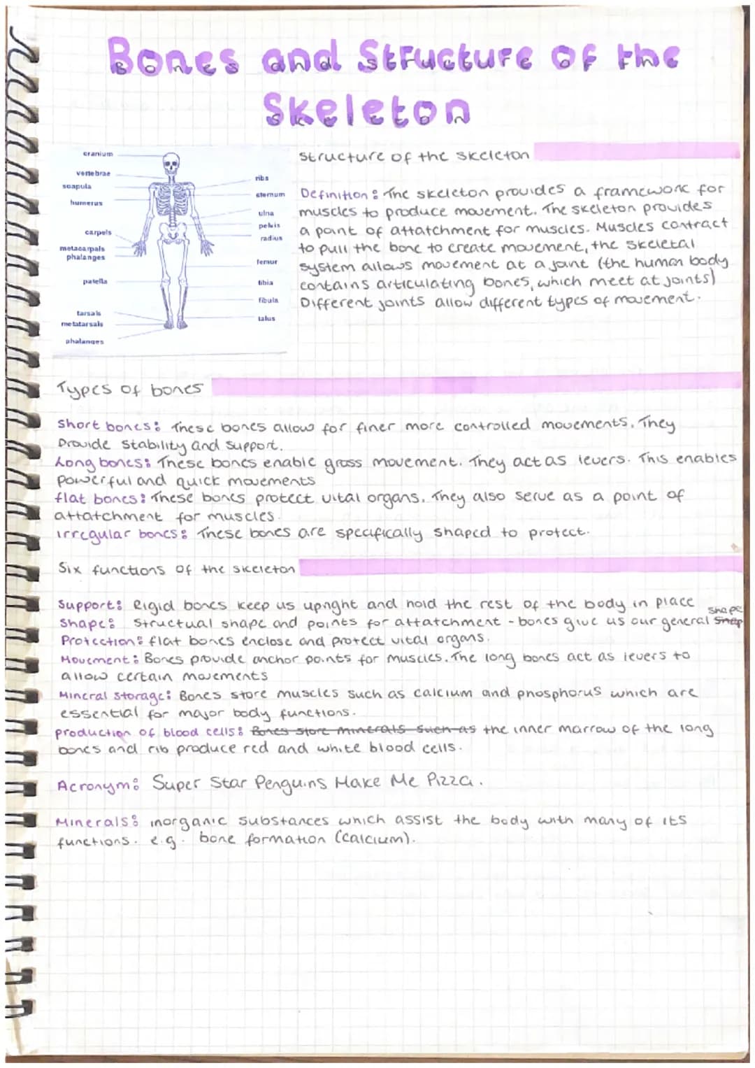 # Bones and Structure of the
Skeleton

scapula
humes
carpels
metacarpals
phalanges
patel
tarsala
metatarsals
phalanges

structure of the ske