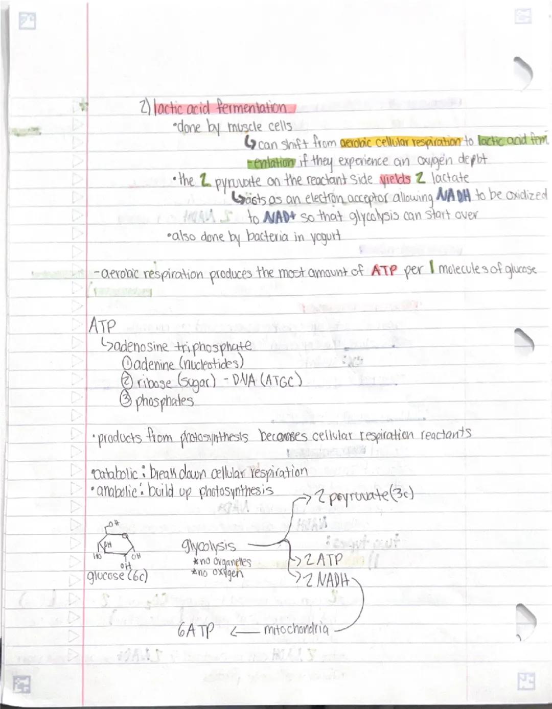 # Cellular Respiration

- takes place in the mitochondria
- taking our food and breaking it down in the presence of oxygen to make ATP
- out