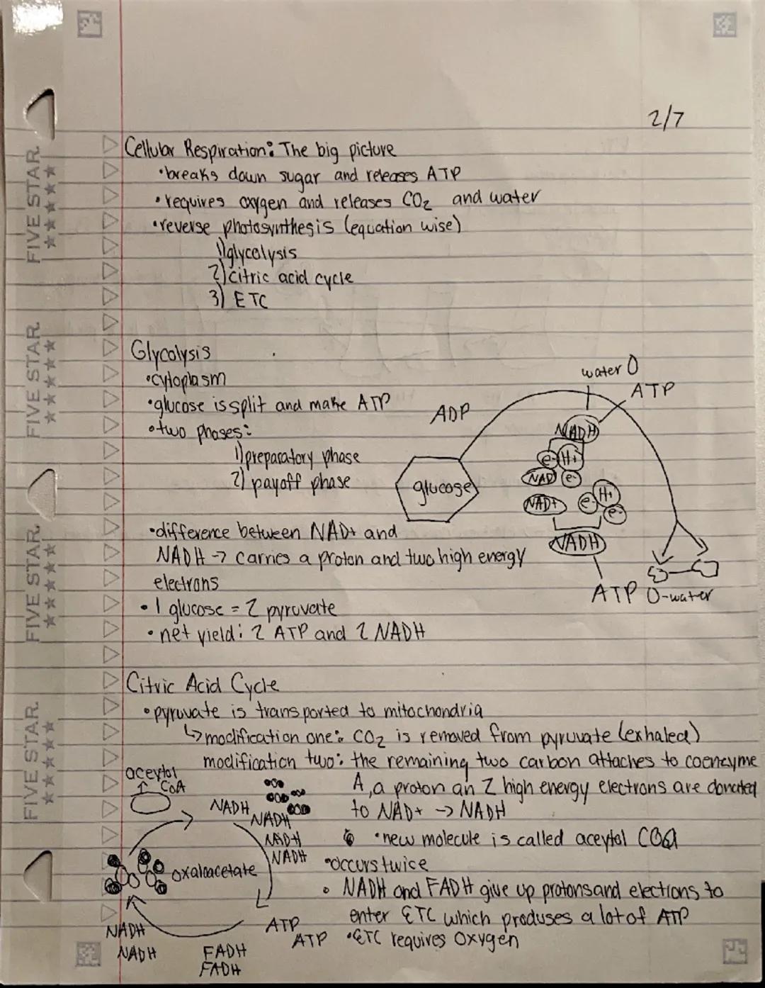 # Cellular Respiration

- takes place in the mitochondria
- taking our food and breaking it down in the presence of oxygen to make ATP
- out