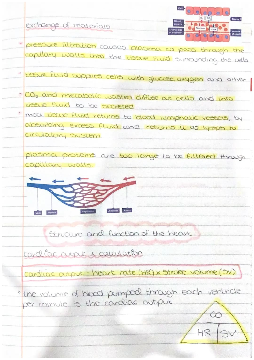 PHYSIOLOGY
AND
HEALTH gamete production and fertilisation.

gamete production in testes

sperm are produced in the seminiferous tubules

tes
