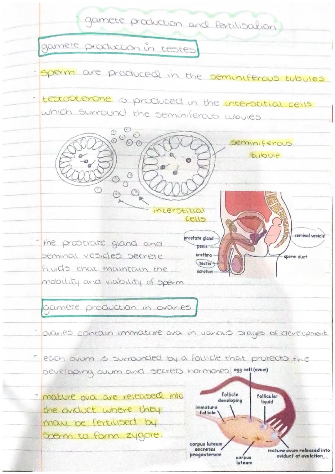 PHYSIOLOGY
AND
HEALTH gamete production and fertilisation.

gamete production in testes

sperm are produced in the seminiferous tubules

tes