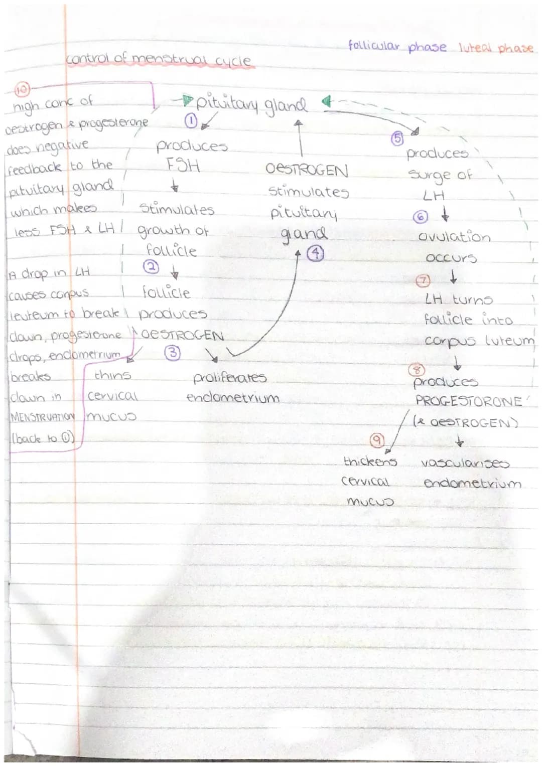 PHYSIOLOGY
AND
HEALTH gamete production and fertilisation.

gamete production in testes

sperm are produced in the seminiferous tubules

tes