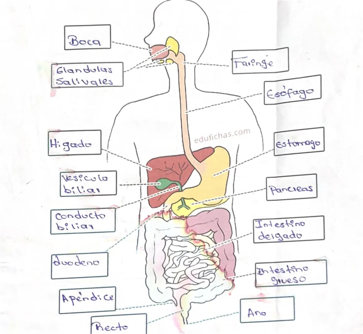 Boca

Faringe

Glandulas
Salivales

Esofago

Higado

edufichas.com

Estomago

Vesicula
biliai

Conducto
biliar

duodeno

Apéndice

Recto

Pa